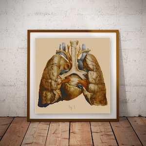Human Heart and Lungs Cross stitch pattern PDF / Anatomy cross stitch / Medical Illustration / Biology cross stitch / Anatomical
