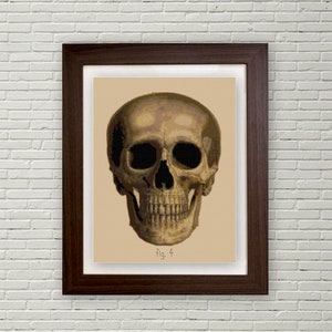 Human Skull cross stitch pattern pdf Anatomical Skull front view Medical Biology Forensics Anatomy Gothic