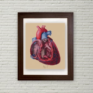 Anatomical Human Heart cross stitch pattern PDF cut away view medical illustration biology Anatomy cross stitch image 1