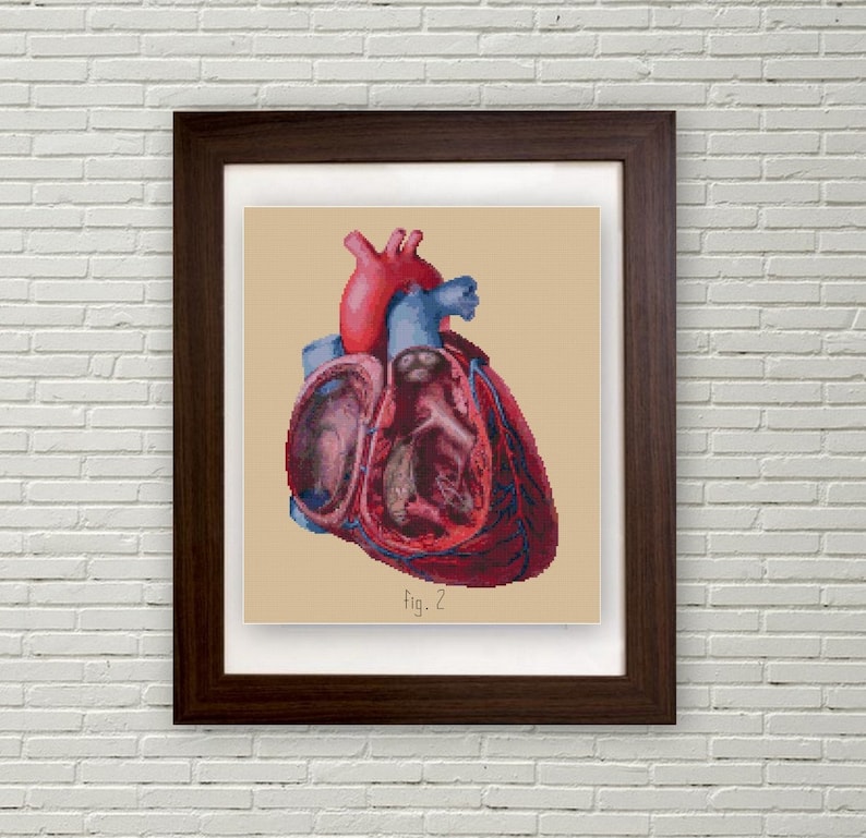 Anatomical Human Heart cross stitch pattern PDF cut away view medical illustration biology Anatomy cross stitch image 1
