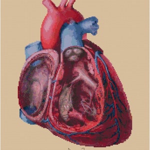 Anatomical Human Heart cross stitch pattern PDF cut away view medical illustration biology Anatomy cross stitch image 2