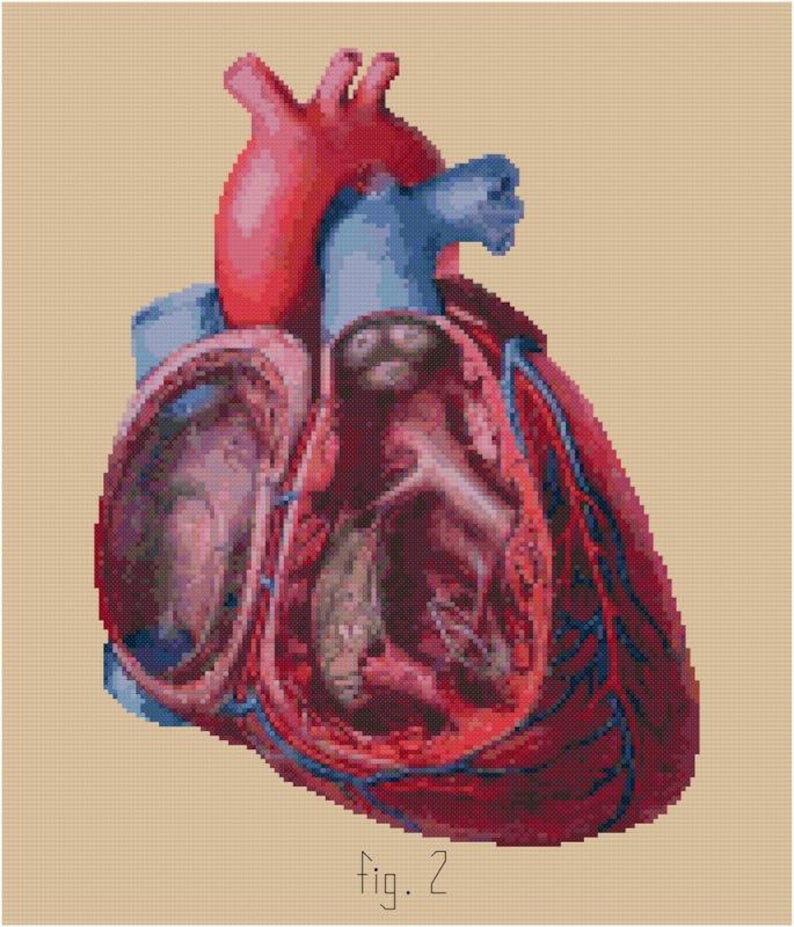 Anatomical Human Heart cross stitch pattern PDF cut away view medical illustration biology Anatomy cross stitch image 2