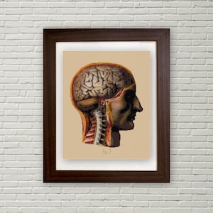 May include: Vintage anatomical illustration of a human head with a cross-section view of the brain and spinal cord. The image is in a brown frame with a beige background and the text "Fig. 3" at the bottom.