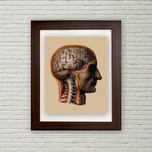 Brain Anatomical cross stitch pattern pdf cut away view Medical Illustration Biology Science