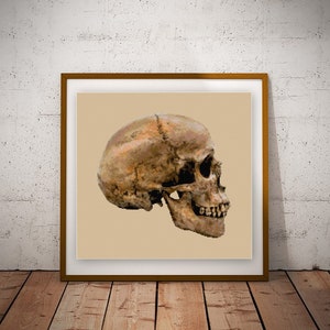 May include: A detailed, close-up view of a human skull in profile, rendered in a realistic style. The skull is a light brown color with visible details like the teeth and eye sockets.