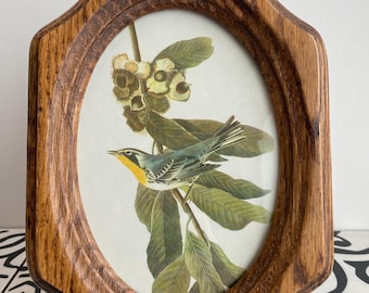 Vintage Framed Art, Vintage Bird Picture, Nature, Yellow-Throated Warbler