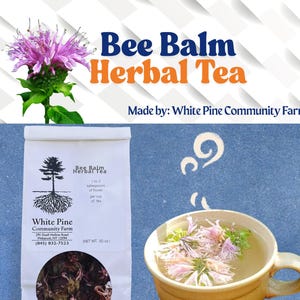 Bee Balm Herbal Tea // Monarda Fisulosa