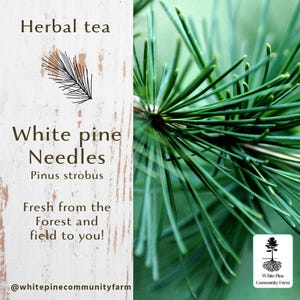 White Pine Needles Herbal Tea/ pinus strobus