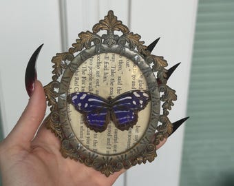 Framed Blue Butterfly Specimen | Book Page Art | Dark Academia Decor | Real Butterfly Display | Vintage Style Wall Art | Oddities Frame