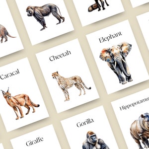 30 Safari Animals Flash Cards, Montessori Materials, Educational Printable Nomenclature Cards, Zoo Animals Flash Cards, INSTANT DOWNLOAD