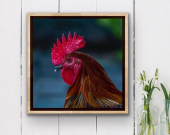 ROOST - SQUARES Collection. Unframed or Mounted on Canvas or Metal. Color Photograph Key West Florida Rooster Chicken, Florida Keys