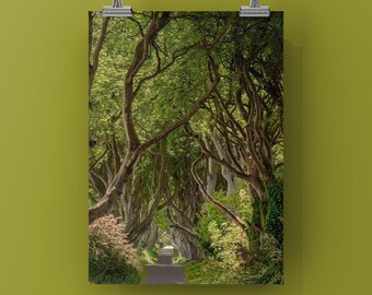 DARK HEDGES- Color Print of Game of Thrones Forest Tree Row in Northern Ireland. Unframed Photograph on Metal or Canvas. Iconic Woods.