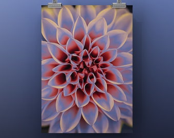 DHALIA FILTERED - Color Photograph of Dahlia Garden Flower. Abstract nature. Office, Reception, Home, Spa. Unframed Print, Metal or Canvas.