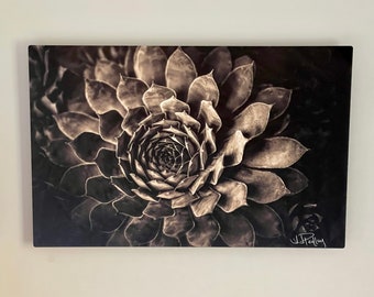 In Stock! Fine Art Print - On Metal. LITTLE HEN B&W - 11x17" Ready to Hang. Photograph of Succulent. Modern. Housewarming Gift. Organic.