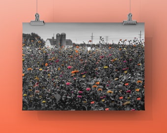 FARMING ZINNIAS- Unframed or Printed on Metal or Canvas Color Print of Zinnia Farm in Wisconsin. Black and White Photography, Pop of Color.