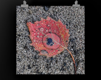 ROOD BLAD - Squares-collectie. Kleurenfoto, canvas- of metaalafdruk van herfstblad op Lake Superior Beach, U.P. Speciale prijzen op 3.