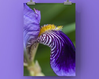 CLASSIC IRIS - Unframed Print, Mounted on Metal or Canvas. Color Photograph of a Purple and Gold Dutch Bearded Iris Spring Flower, Vertical.