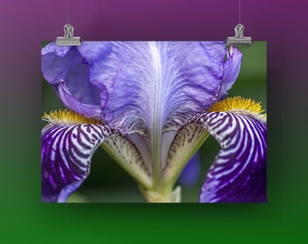 CLASSIC IRIS - Unframed Print, Mounted on Metal or Canvas. Color Photograph of a Purple and Gold Dutch Bearded Iris Spring Flower, Macro.
