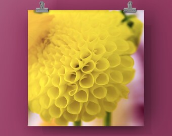 SUNNY DAHLIA - SQUARES Collection. Loose Print or Mounted on Canvas or Metal Color Photograph of Dahlia, Yellow Bloom, Garden Summer Bloom.