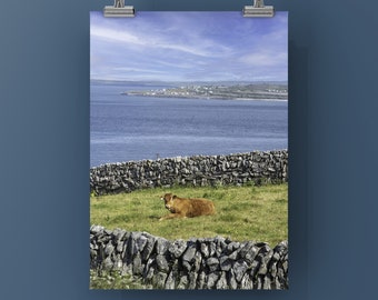 INISHMAAN COW - Color Print of Cow Within The Rock Walls of Inishmaan, Aran Island in Galway Bay, Ireland.  Unframed, on Metal or Canvas.