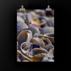 SEA SHORE #1 -  Unframed Print/Metal/Canvas, Color Photograph of Shells, Santa Rosa Beach Florida. For Modern Beach House. Natural & Organic