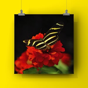 BUTTERFLY GARDEN - Color Fine Art Photography Print. Zebra Longwing Butterfly: Squares Collection. Unframed or Printed on Canvas or Metal.