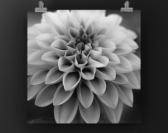 DHALIA IN MONOCHROOM-vierkantencollectie. Zwart-witfoto, op canvas of metalen print van Macro, tuinbloem speciale set van 3.