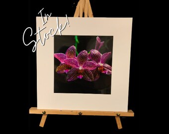 In Stock!  Orchid - Color 8" x 8" (12"x12" Matted) Fine Art Print of Purple Orchid Plant. On Metallic Paper. Fast Ship, Housewarming Gift.