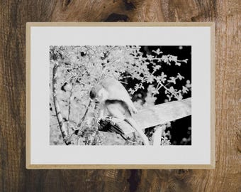 Black and white photograph of a monkey