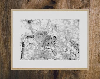 Black and white photograph of a monkey