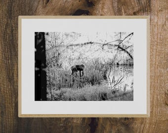 Black and white photograph of a monkey