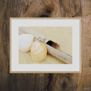 Seashell photo print