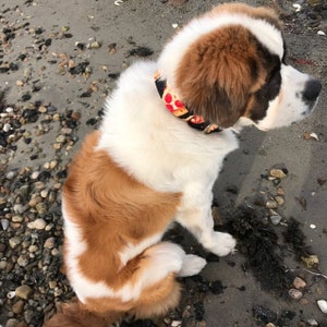 May include: A white and brown dog with a pizza-themed collar sitting on a beach.