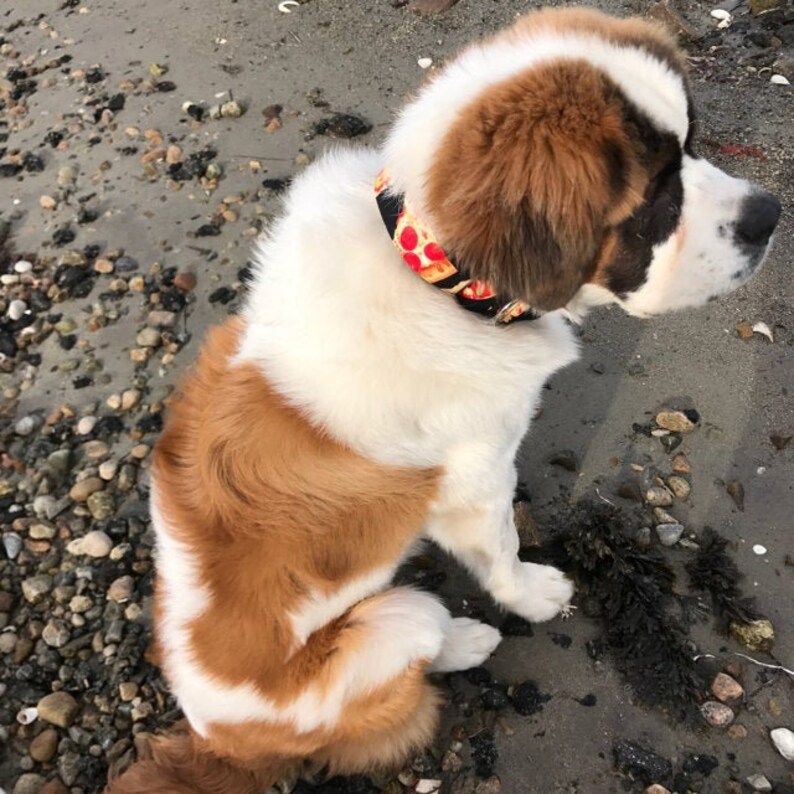 May include: A white and brown dog with a pizza-themed collar sitting on a beach.