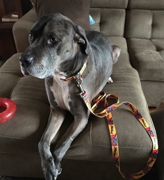 Priest dog sale collar