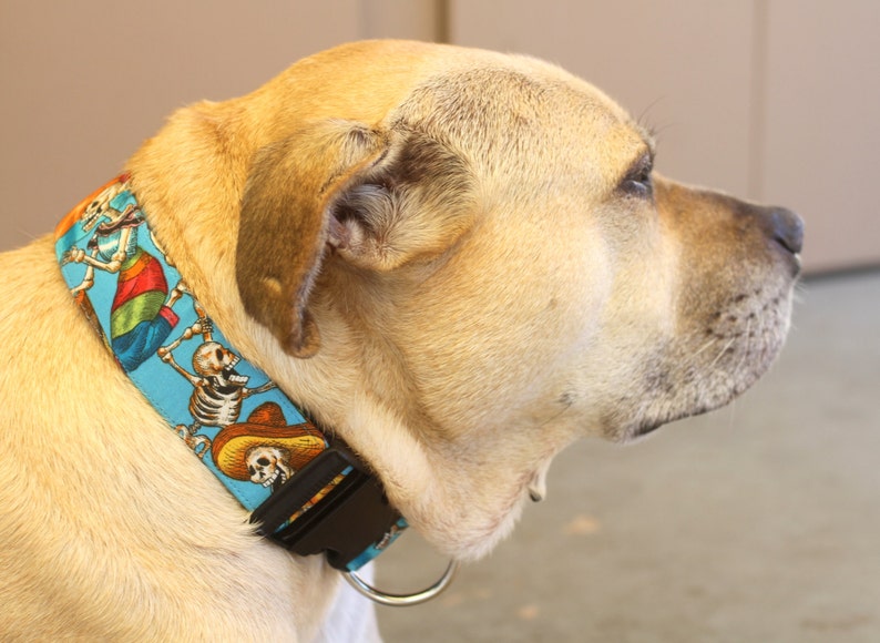 Pode incluir: Um c&atilde;o castanho claro usando uma coleira de c&atilde;o azul e branca com um design de esqueleto e sombrero.