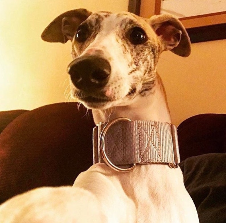 2 Inch Width Martingale Nylon Dog Collar 2 No Slip Etsy