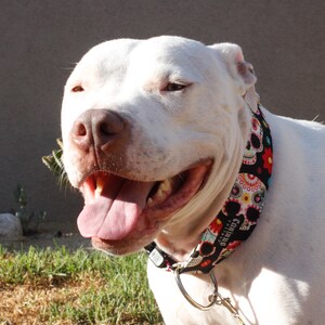 May include: A white pit bull terrier with a pink tongue sticking out is wearing a black, white, red, and pink dog collar with a skull and flower pattern. The collar has the text "Continuous" on it.