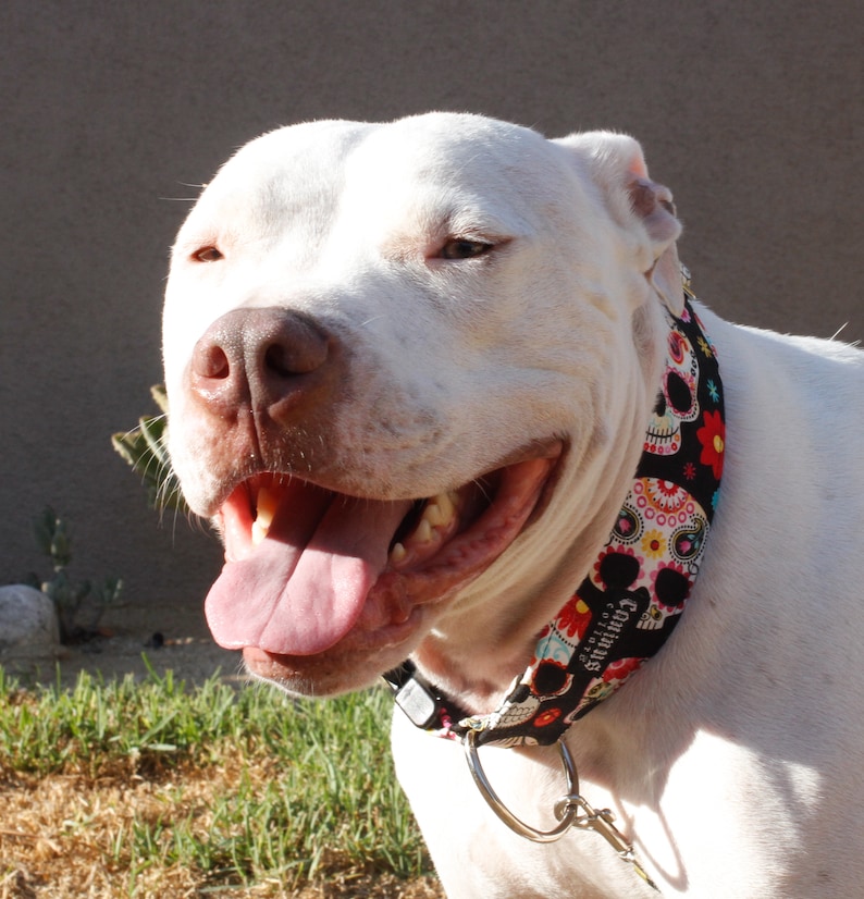 May include: A white pit bull terrier with a pink tongue sticking out is wearing a black, white, red, and pink dog collar with a skull and flower pattern. The collar has the text "Continuous" on it.