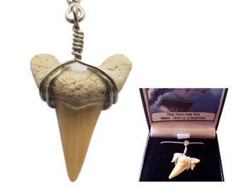 Otodus Hajtandshalsband – Äkta fossilt hajtandshänge – Förhistoriska fossilsmycken – Naturhistorisk gåva