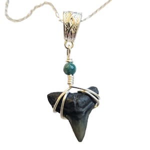 Fossil Bull Shark Tooth Necklace -Beautifully Double Boxed