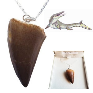 Fossil Mosasaurus Tooth Necklace an Extinct Crocodile! India