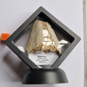 May include: A fossilised Megalodon shark tooth in a black, diamond-shaped display case. The tooth is beige and white, showing texture and damage. A label below reads "Megalodon Shark Tooth Java - Indonesia Pliocene".