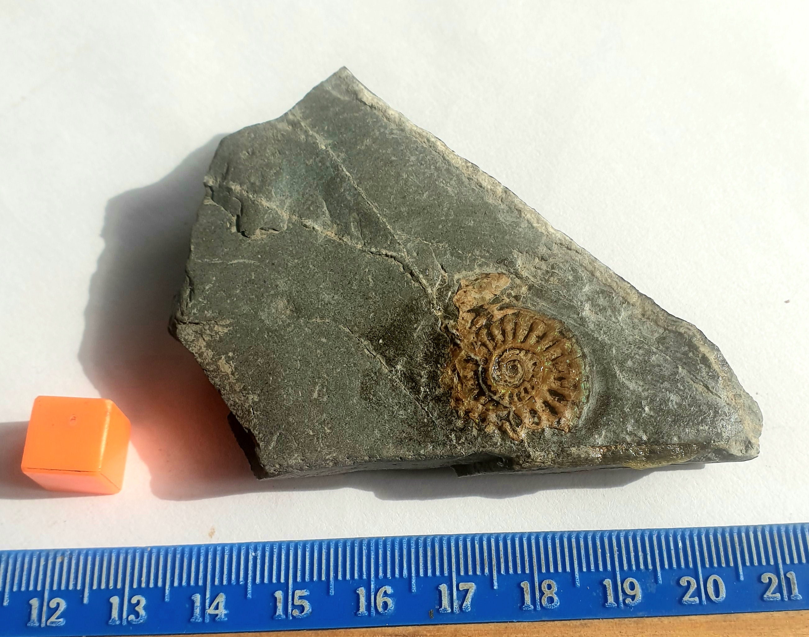 小物1 Caloceras Johnstoni 化石 ジュラ紀