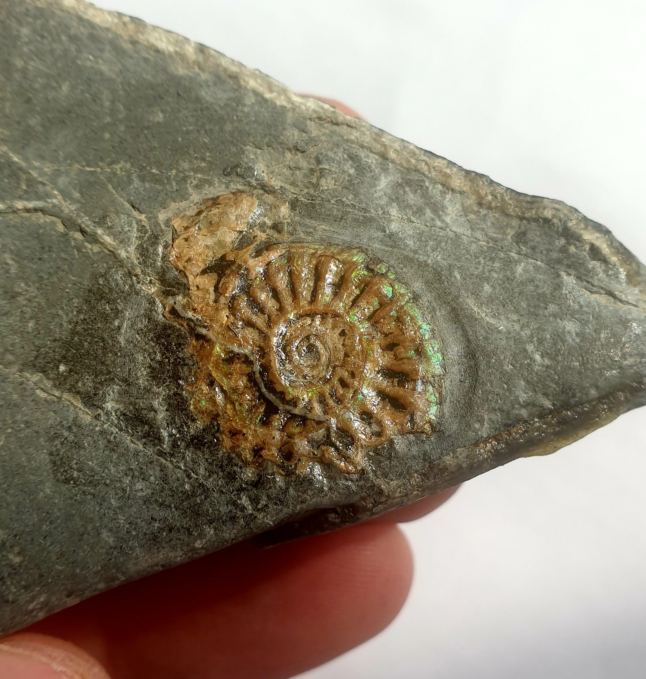 小物１ Caloceras Johnstoni 化石 ジュラ紀 Caloceras johnstoni アンモナイト - サマセット イングランド 5 cm