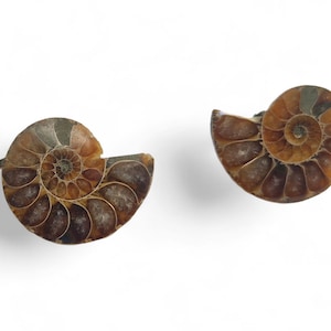 Ammonite Cufflinks – Real Fossil Ammonite Slice – Silver Plated Mens Cufflinks – Fossil Jewellery Gift