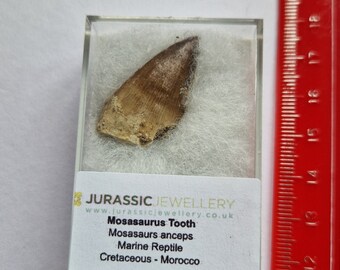 Boxed Fossil Mosasaurus Tooth - Extinct Crocodile Like Creature - 2.9cm