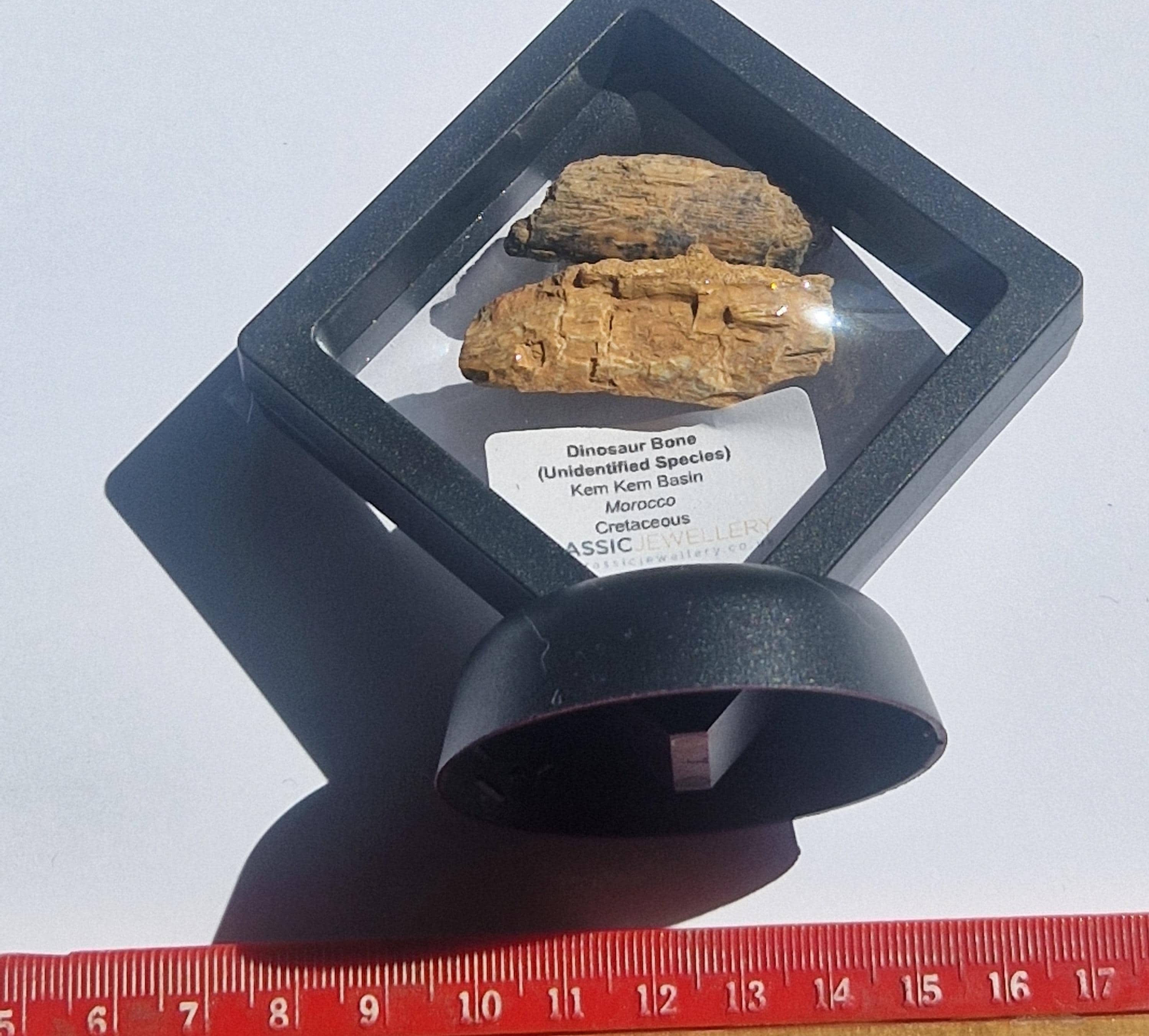 Kem Kem Fossils - Etsy