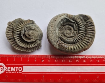 Superb Whitby Ammonite Split Nodule -Dactylioceras  Jurassic 7cm