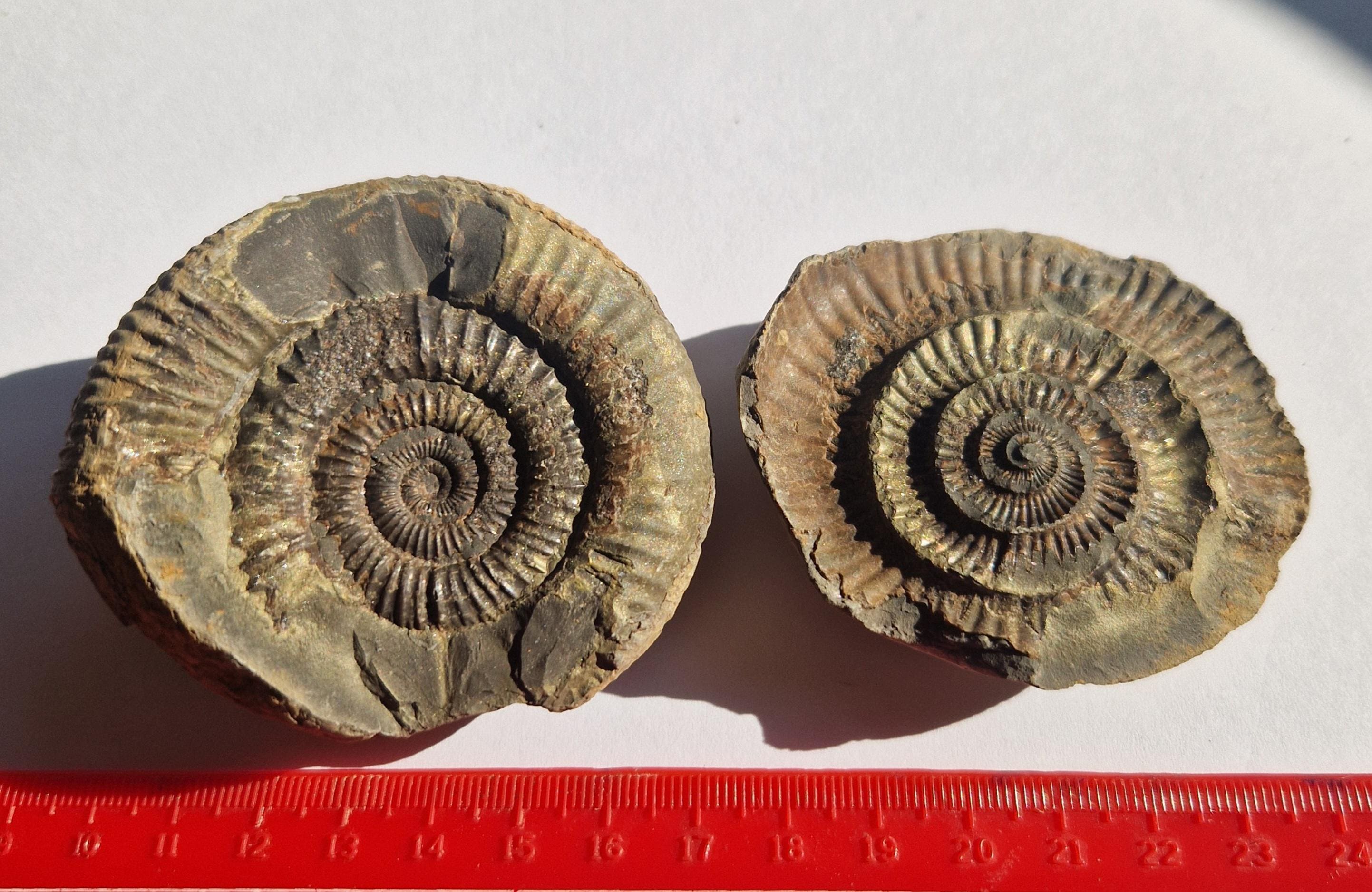 Dactylioceras - Etsy 日本